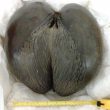 Coco De Mer: The Seed of Legend!
