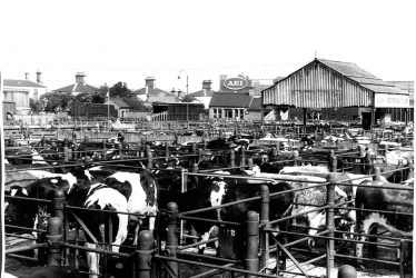 Rugby Cattle Market