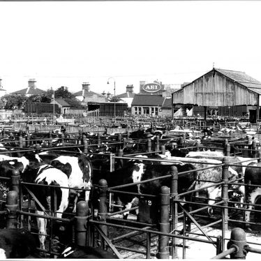 Rugby Cattle Market