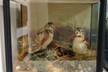 An Introduction to Warwickshire Taxidermy