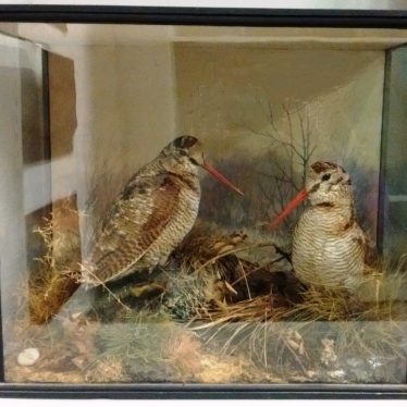 An Introduction to Warwickshire Taxidermy