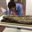 Return of the Wilmcote Plesiosaur Skull