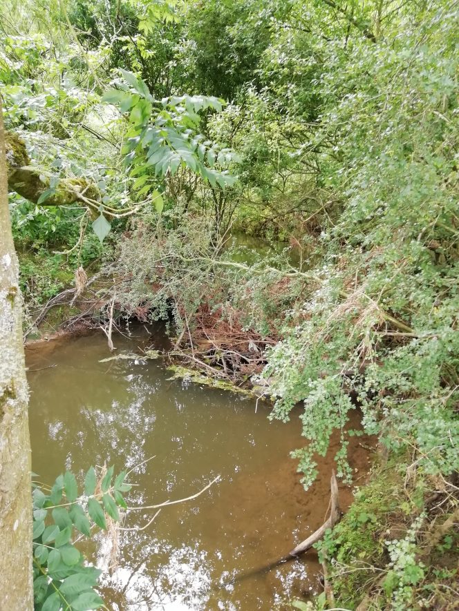 River at bottom of picture with overhanging trees above | Image courtesy of Gary Stocker June 2020.