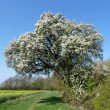 Cubbington Pear Tree is 8th in European Tree Contest