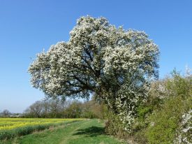 Cubbington's veteran Wild Pear Tree in spring blossom, standing on track of proposed HS2 railway | Photo courtesy of Frances Wilmot