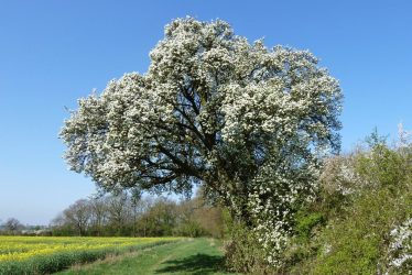 Cubbington Pear Tree is 8th in European Tree Contest