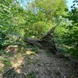 Wappenbury Wood