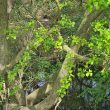 Woodford Lodge Farm Moat