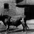 Romilly Lunge. An Actor Moves to Hillcrest Farm