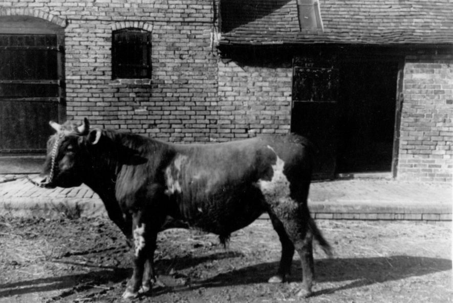 A bull at Hillcrest Farm, Warton, c. 1951. | Image taken by Romilly Lunge, supplied by Chris Kirsten