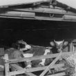 Warton.  Hillcrest Farm
