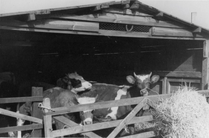 Livestock at Hillcrest Farm, Warton, c. 1951. | Image taken by Romilly Lunge, supplied by Chris Kirsten