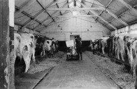 Hillcrest Farm milking sheds, Warton, c. 1951. | Image taken by Romilly Lunge, supplied by Chris Kirsten