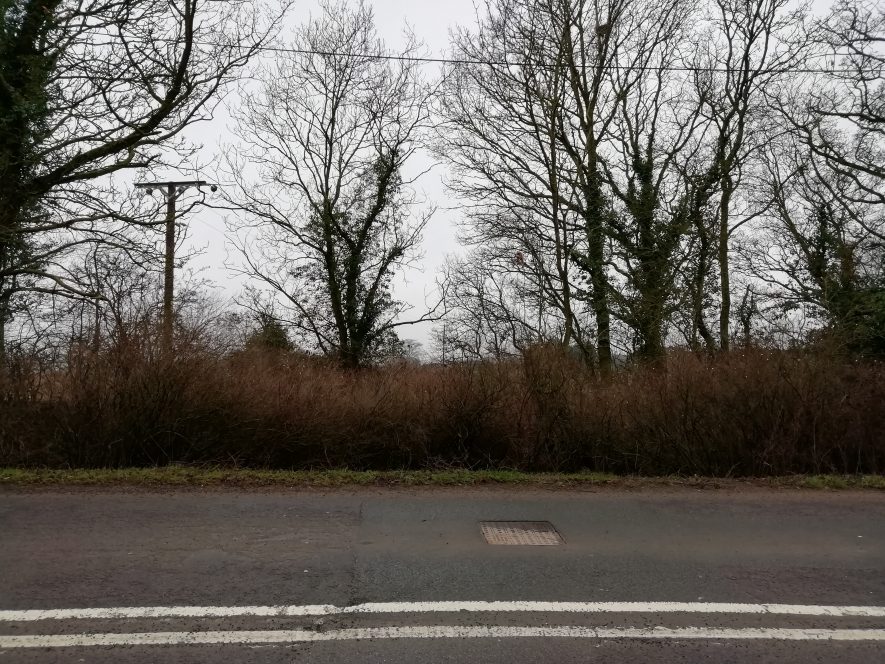 Leafless trees with road at front of image. | Image courtesy of Gary Stocker