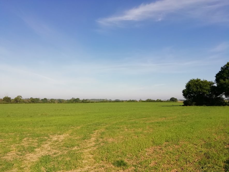 Green field with faint trackway in middle, with two trees in far right hand corner | Gary Stocker May 2020