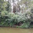 Site of Ice House at Icehouse Spinney