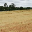 Undated linear crop marks including a square enclosure