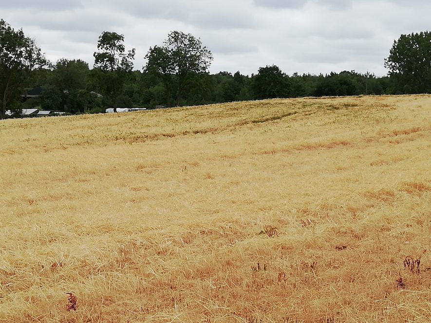 Yellow field showing crop mark with hedge cutting horizontally across the back of the photo | Image courtesy of Gary Stocker, June 2020