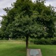 Site of 'The Midlands Oak'