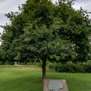A photo of the Midland Oak with plaque. | Image courtesy of Gary Stocker, July 2020