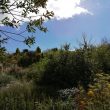 Findspot - Post Medieval coin