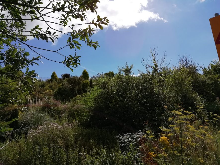 Photo of part of a hill with wild flowers and shrubs; overhanging tree in the left hand corner | Image courtesy of Gary Stocker July 2020