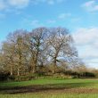 Post Medieval or Imperial mound