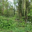 Findspot - Roman pottery shards