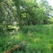 Possible Round Barrow in Bowshot Wood