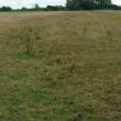 Ridge & Furrow cultivation in Henley in Arden Parish