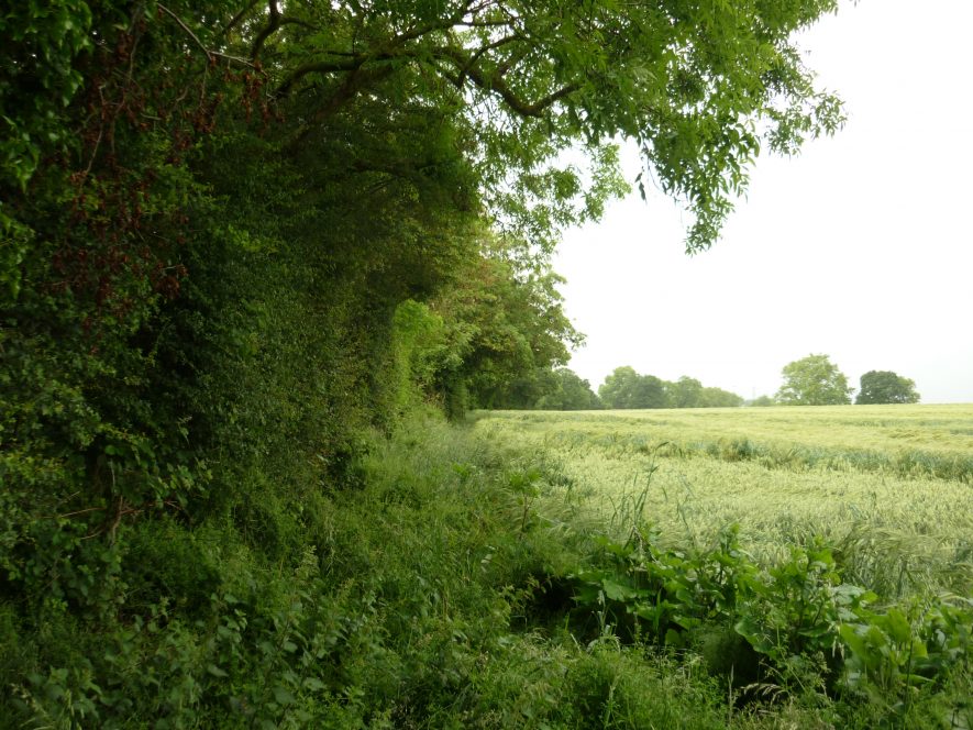The eastern edge of the track, looking north where the Bridleway from Henley Crosses it. | Image courtesy of William Arnold