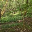 Site of Possible Holy Well to North of Church, Honiley.