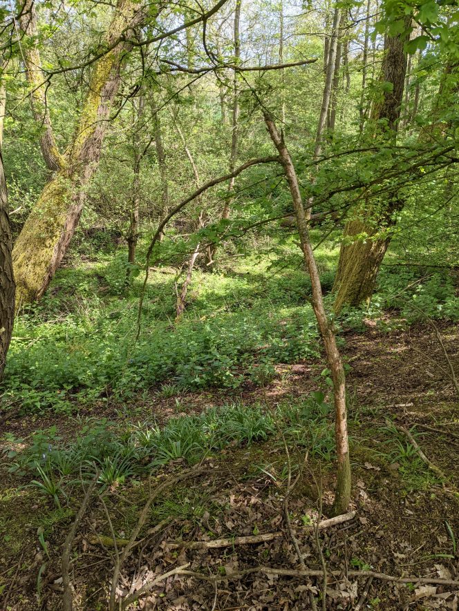Site of Possible Holy Well to North of Church, Honiley | Image courtesy of Gary Stocker.