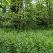 Site of Lime Kiln 200m W of Radford Road Bridge