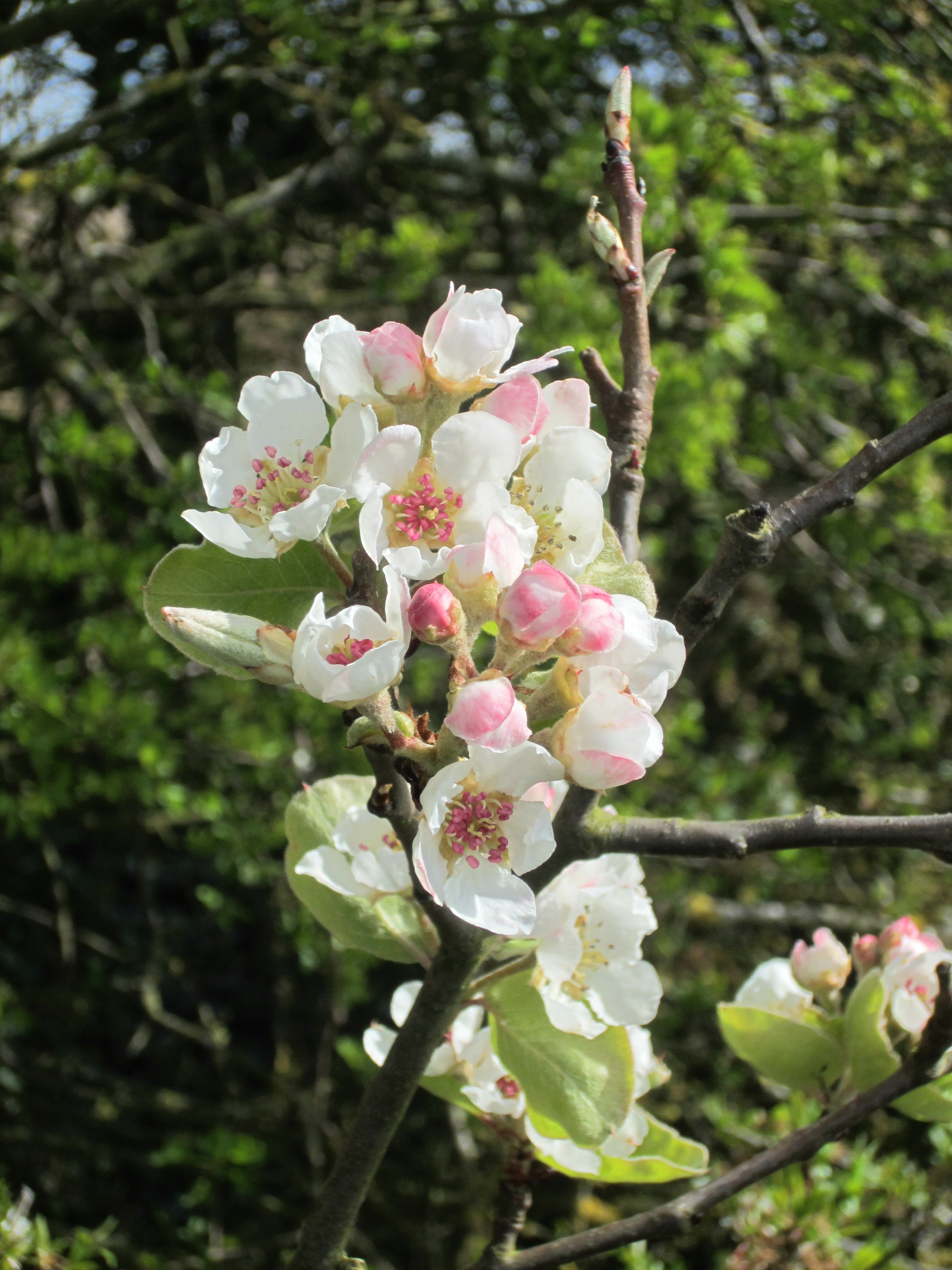 Cubbington 'Tree of the Year' 2015 - Our Warwickshire