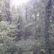 Binley Common Wood