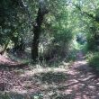 Bearly - Site of Possible Hollow Way