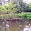 Fishpond at Icehouse Spinney