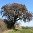 Cubbington 'Tree of the Year' 2015