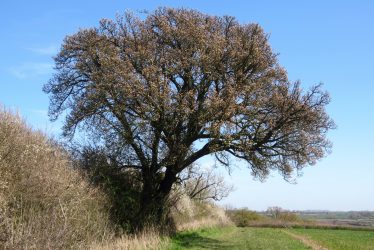 Cubbington 'Tree of the Year' 2015