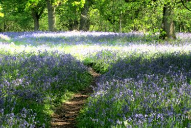 Springtime at Ryton Pools Country Park