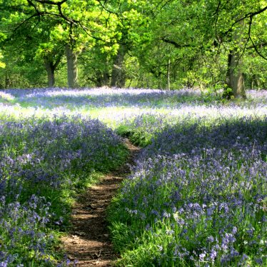 Path winding through carpet of bluebells with oak trees above | Anne Langley