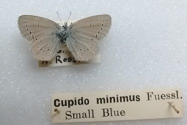 Saving the Small Blue Butterfly