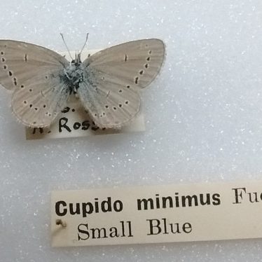 Saving the Small Blue Butterfly