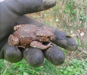 Toad Watch