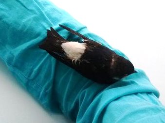 Young House Martin found outside the back door of Market Hall and rescued. | Image courtesy of Laura McCoy