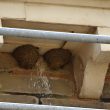 Considering Wildlife When Renovating