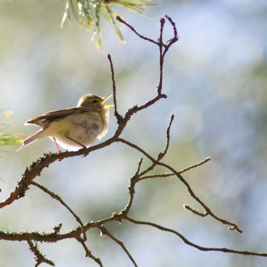 A Singing Willow Warbler. | Image by Jyrki Salmi, and originally uploaded to Wikimedia Commons