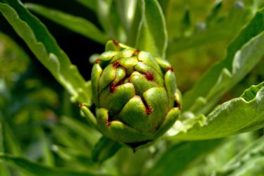 The Heritage Cooking Challenge: The Hunt for the Missing Artichoke