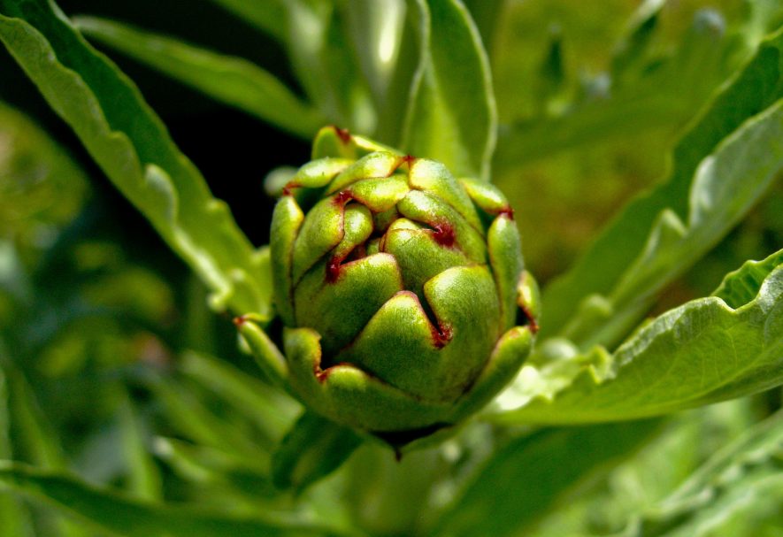 The globe artichoke. Something not seen, fresh, by myself in my travels, which therefore meant I had to use a stock photo. | CC0 Public Domain